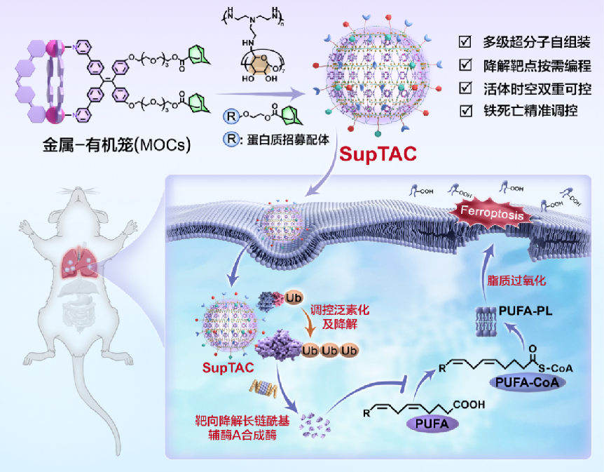 我国科学家突破蛋白质降解技术瓶颈 为疾病治疗提供新策略