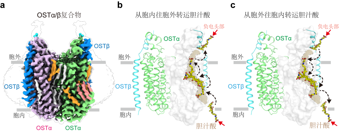 事关脂肪，我国科学家在《自然》发布最新成果