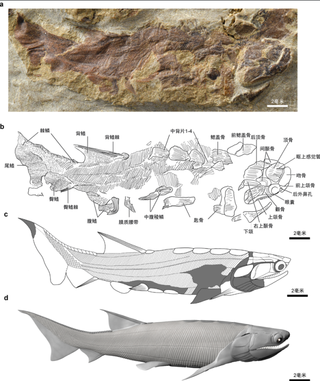 【科研论文科普解读】4.36亿年前古鱼现身！我国科学家找到了“从鱼到人”的“老祖宗”