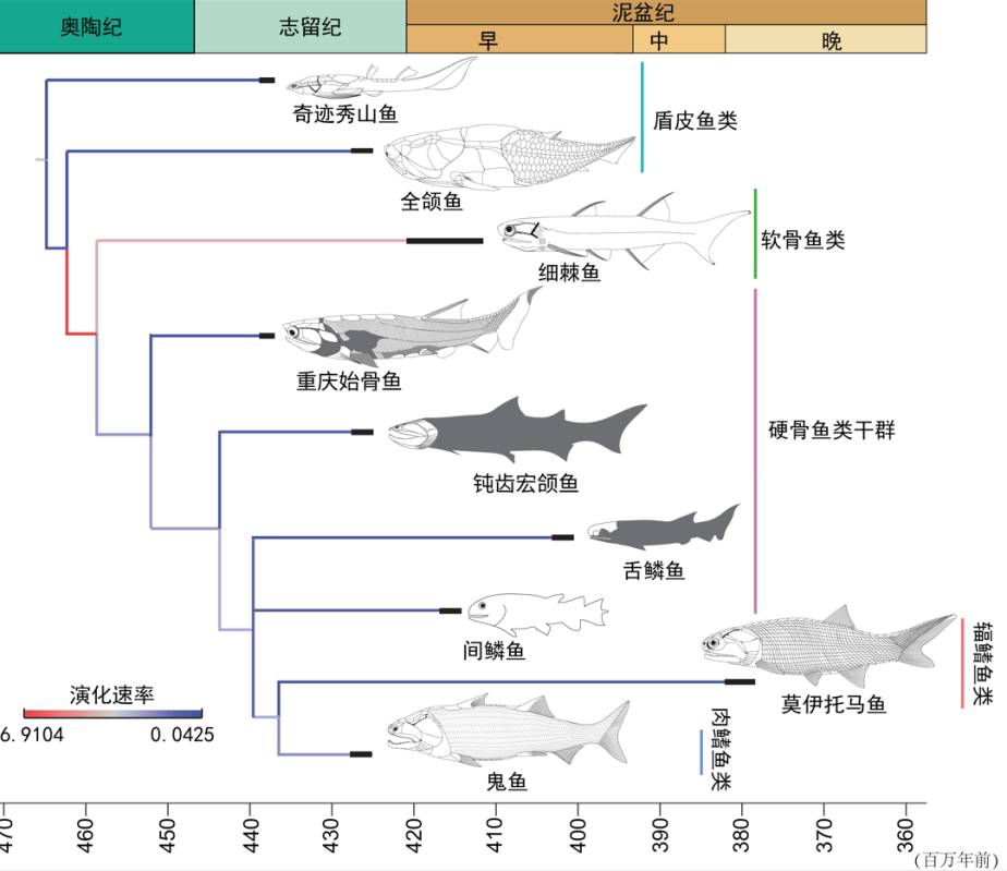 【科研论文科普解读】4.36亿年前古鱼现身！我国科学家找到了“从鱼到人”的“老祖宗”