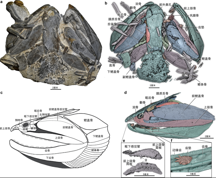 【科研论文科普解读】4.36亿年前古鱼现身！我国科学家找到了“从鱼到人”的“老祖宗”
