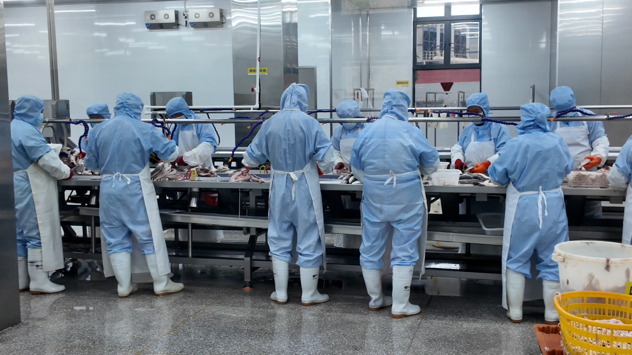 耕海牧渔白基湾:一条大黄鱼的竞速之旅 耕海牧渔白基湾:一条大黄鱼的竞速之旅