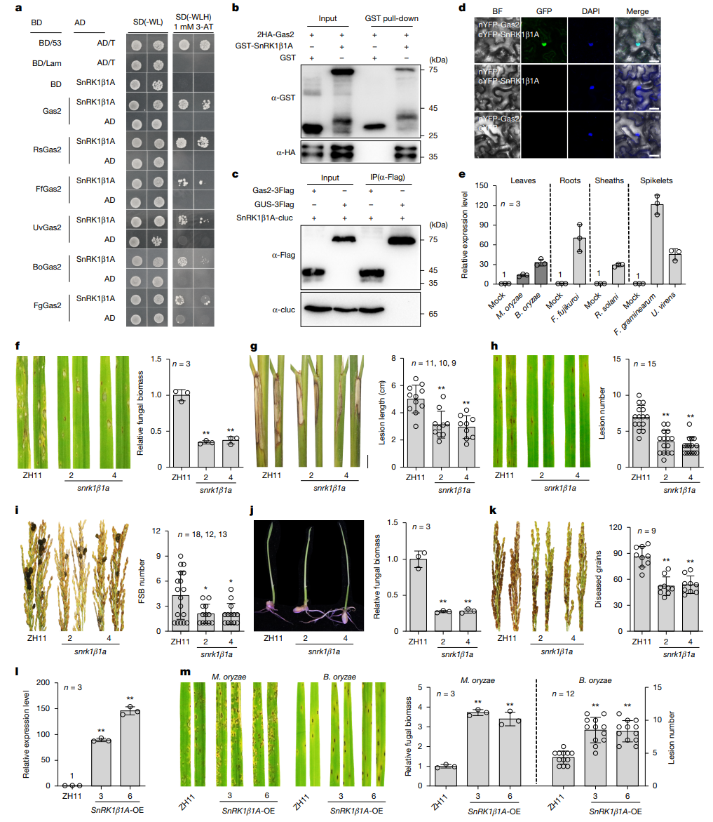 【科研论文科普解读】揪出“内鬼”基因，解锁水稻广谱抗病的“金刚不坏之身”