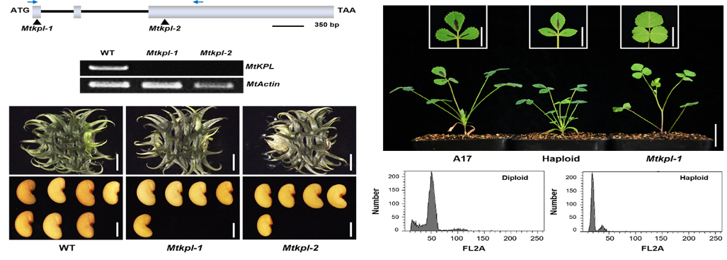 我国科学家找到苜蓿单倍体育种新“开关”