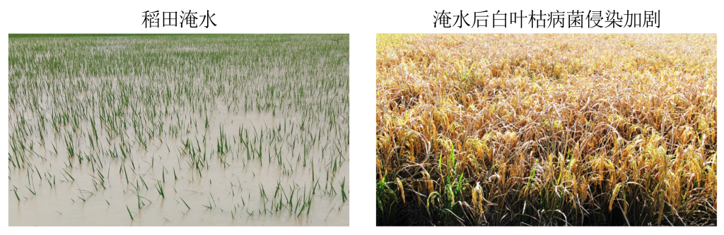 抗病与高产如何兼得？我国科学家给出全新答案