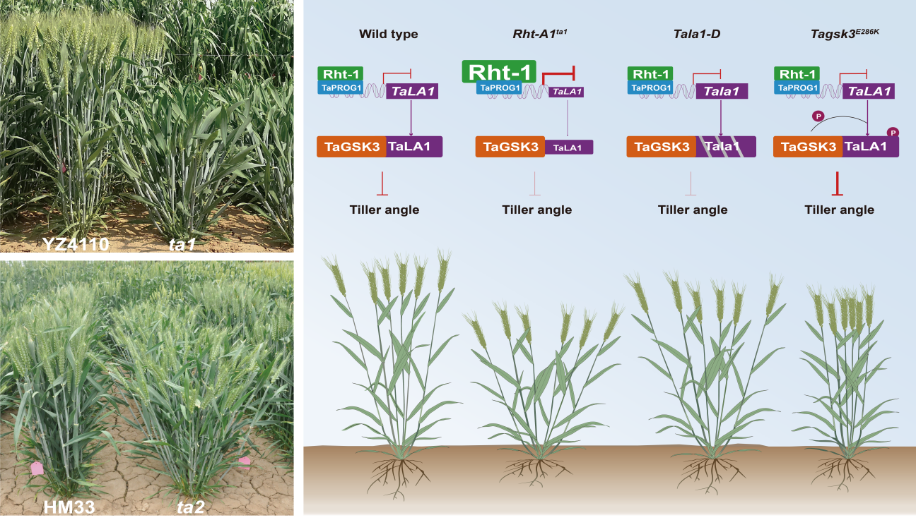 小麦“站姿”精准调控开关被破解