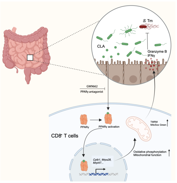 肠道菌群代谢物可抵抗沙门菌感染