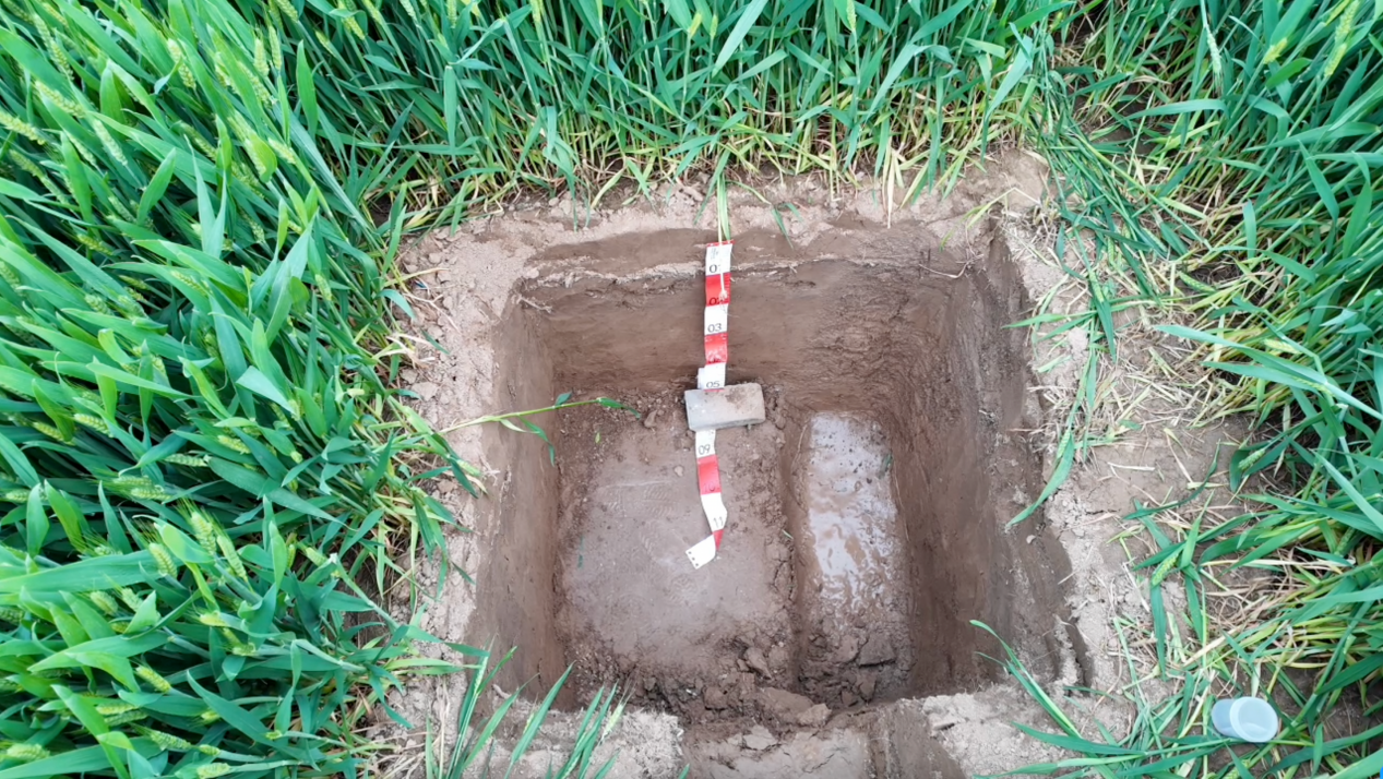 【一线调研·下田故事】挖开曲周的麦田，看见“吨半粮”的绿色底牌