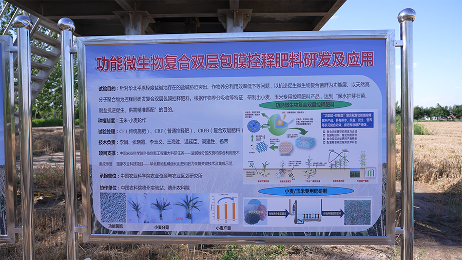 “扩增调”对症盐碱斑,德州千亩示范片交出硬核成绩单 “扩增调”对症盐碱斑,德州千亩示范片交出硬核成绩单