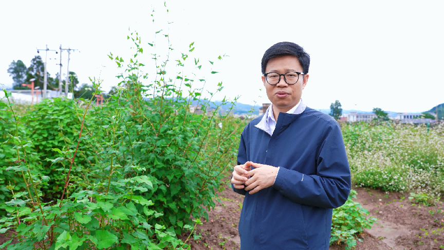 11年、1300余份，大凉山深处有座荞麦“种子宝库”